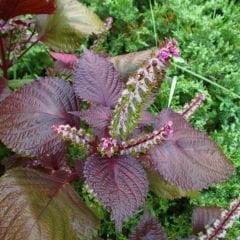 Biftek Otu Tohumu - Perilla Frutescens