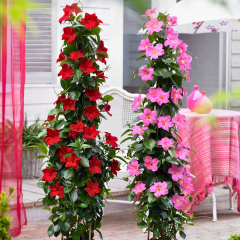 Mandevilla Çiçeği 12 cm Saksıda