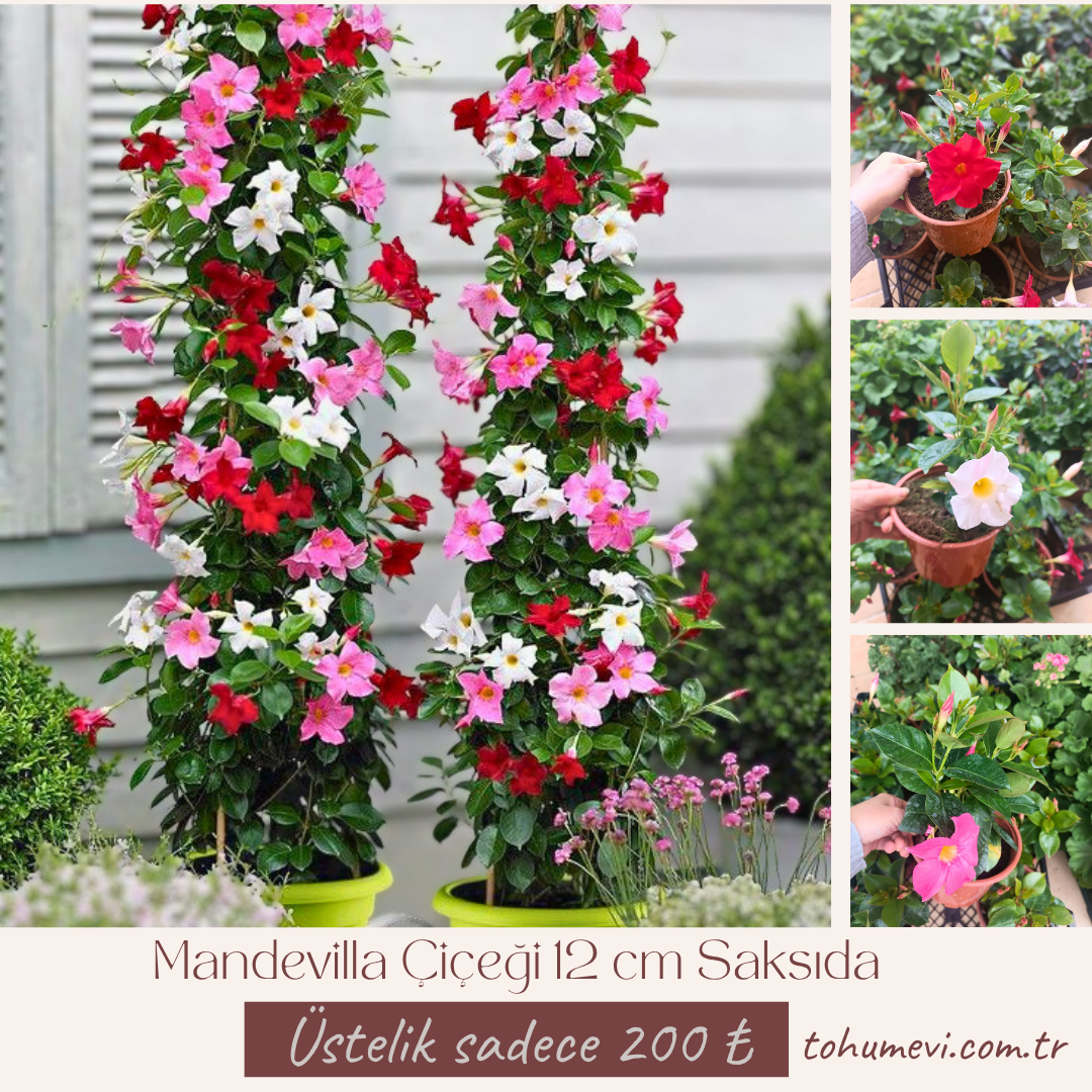 Mandevilla Çiçeği 12 cm Saksıda