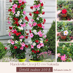 Mandevilla Çiçeği 12 cm Saksıda