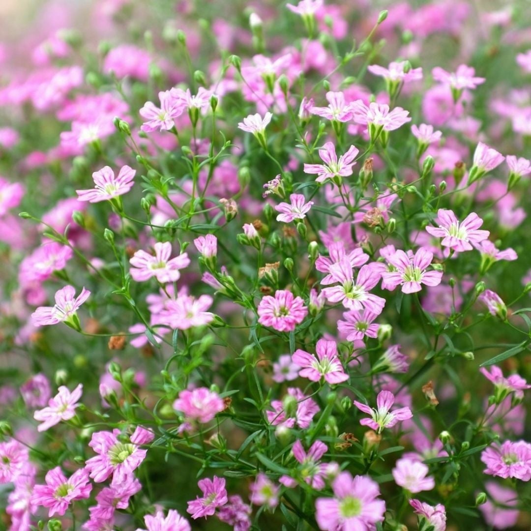 Pembe Bahar Yıldızı Tohumu - Gypsophila elegans rose