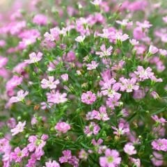 Pembe Bahar Yıldızı Tohumu - Gypsophila elegans rose
