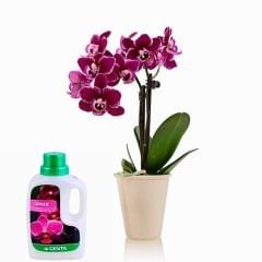 Genta Orkide Sıvı Bitki Besini - 500 ml