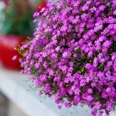 Pembe Bahar Yıldızı Tohumu - Gypsophila elegans rose