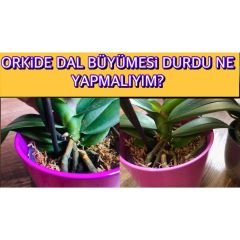 Genta Orkide Sıvı Bitki Besini - 500 ml