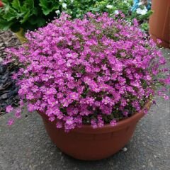 Pembe Bahar Yıldızı Tohumu - Gypsophila elegans rose