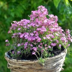 Pembe Bahar Yıldızı Tohumu - Gypsophila elegans rose