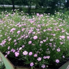 Pembe Bahar Yıldızı Tohumu - Gypsophila elegans rose