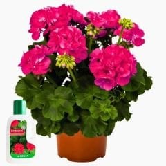 Genta Sardunya Sıvı Bitki Besini - 500 ml