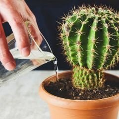 Genta Kaktüs Sıvı Bitki Besini - 500 ml