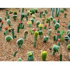 Genta Kaktüs Sıvı Bitki Besini - 500 ml