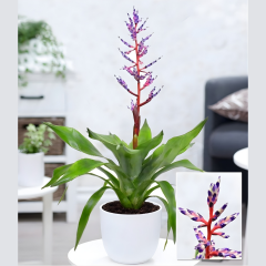 Aechmea ‘Blue Rain’ – Kupa Çiçeği (Q12 Saksı)