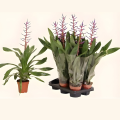 Aechmea ‘Blue Rain’ – Kupa Çiçeği (Q12 Saksı)