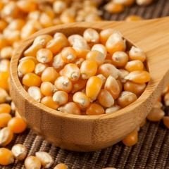 Popcorn Mısır  Tohumu – Patlar Mısır – Cin Mısır - Zea Mays Everta