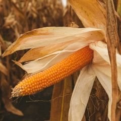 Popcorn Mısır  Tohumu – Patlar Mısır – Cin Mısır - Zea Mays Everta