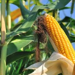 Popcorn Mısır  Tohumu – Patlar Mısır – Cin Mısır - Zea Mays Everta
