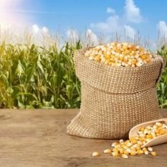 Popcorn Mısır  Tohumu – Patlar Mısır – Cin Mısır - Zea Mays Everta