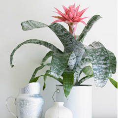 Aechmea fasciata 'Primera' - Eşmeya (Açmeya) Kupa Çiçeği (Q12 Saksı)