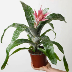 Aechmea fasciata 'Primera' - Eşmeya (Açmeya) Kupa Çiçeği (Q12 Saksı)