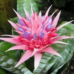 Aechmea fasciata 'Primera' - Eşmeya (Açmeya) Kupa Çiçeği (Q12 Saksı)