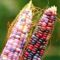 Renkli Mısır Tohumu – Amerikan Mısır – İndian Rain Bow