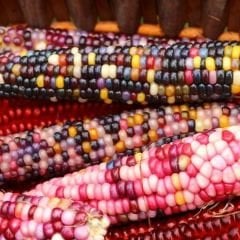 Renkli Mısır Tohumu – Amerikan Mısır – İndian Rain Bow