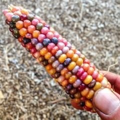 Renkli Mısır Tohumu – Amerikan Mısır – İndian Rain Bow