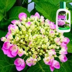 Genta Ortanca Sıvı Bitki Besini - 500 ml