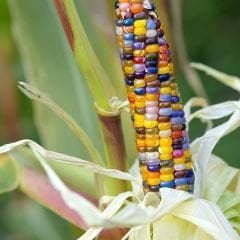 Renkli Mısır Tohumu – Amerikan Mısır – İndian Rain Bow