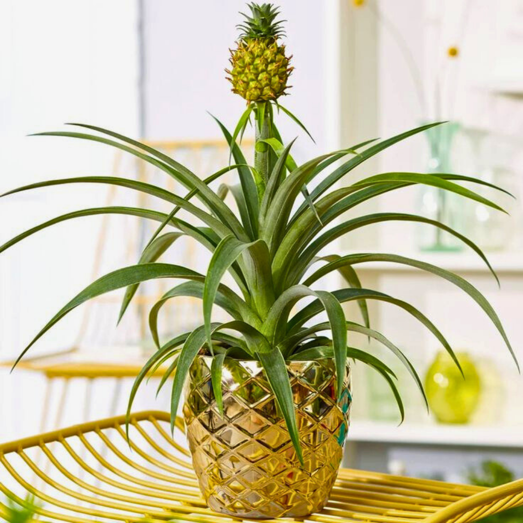 Ananas Bitkisi (Ananas comosus) – 12 cm Saksı | 40 cm Boy