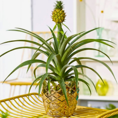 Ananas Bitkisi (Ananas comosus) – 12 cm Saksı | 40 cm Boy