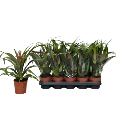 Ananas Bitkisi (Ananas comosus) – 12 cm Saksı | 40 cm Boy