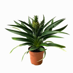 Ananas Bitkisi (Ananas comosus) – 12 cm Saksı | 40 cm Boy
