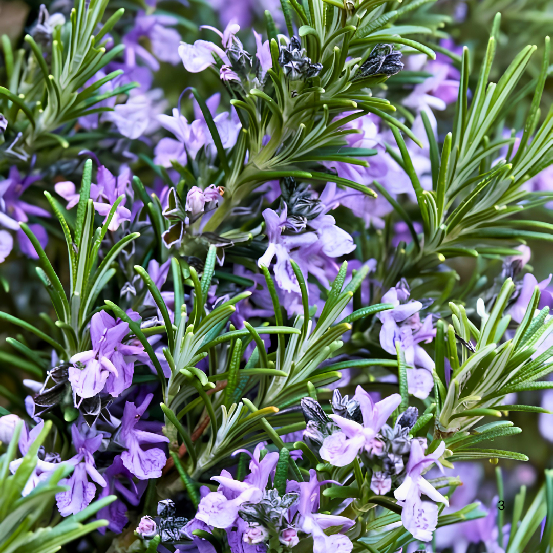 Çalı Biberiye Fidanı – Rosmarinus Officinalis