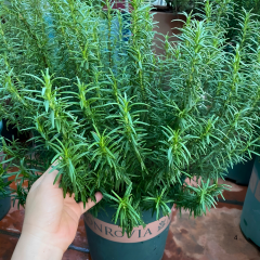 Çalı Biberiye Fidanı – Rosmarinus Officinalis
