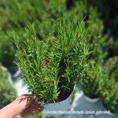 Çalı Biberiye Fidanı – Rosmarinus Officinalis