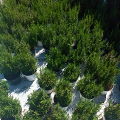 Çalı Biberiye Fidanı – Rosmarinus Officinalis