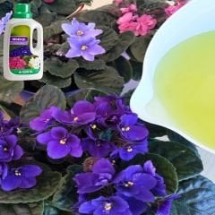 Genta Menekşe Sıvı Bitki Besini - 500 ml