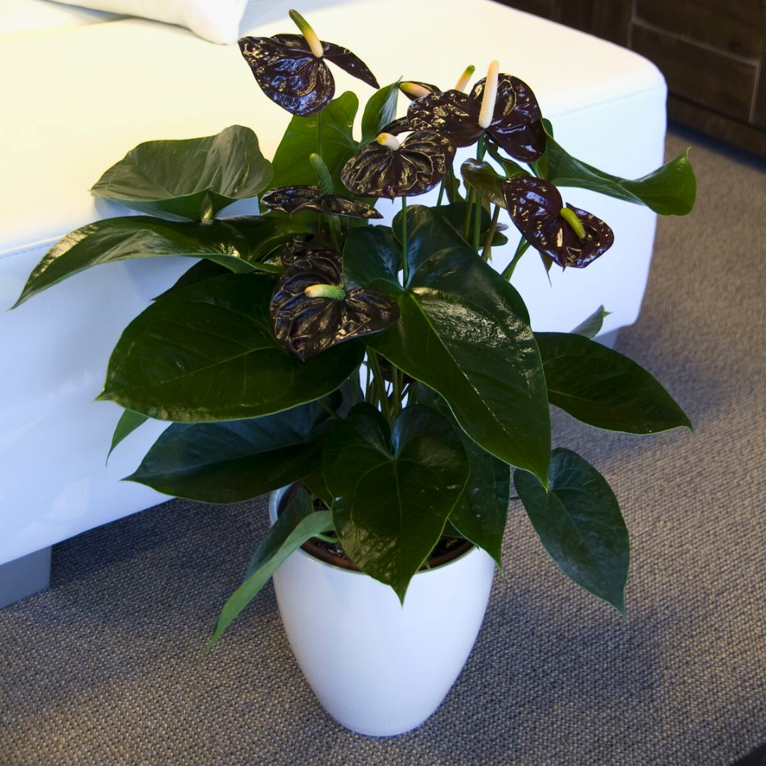 Anthurium Andreanum ‘Black Love’ (Flamingo Çiçeği) – Ø17 Saksı