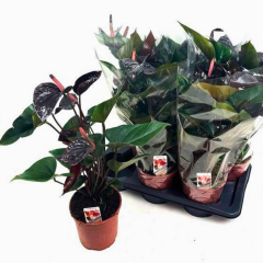 Anthurium Andreanum ‘Black Love’ (Flamingo Çiçeği) – Ø17 Saksı