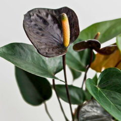 Anthurium Andreanum ‘Black Love’ (Flamingo Çiçeği) – Ø17 Saksı