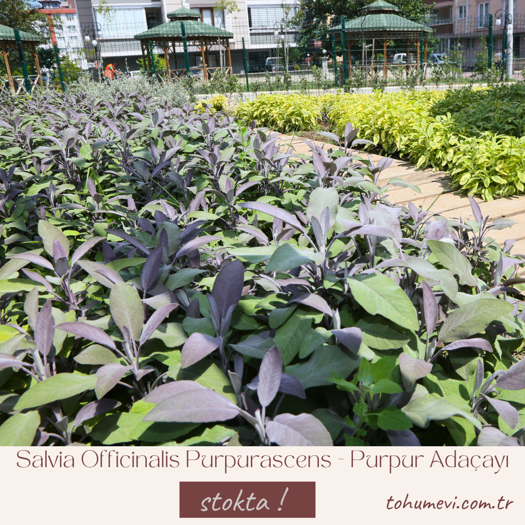 Salvia Officinalis Purpurascens - Purpur Adaçayı 2 Litre Saksıda