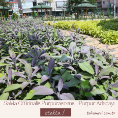 Salvia Officinalis Purpurascens - Purpur Adaçayı 2 Litre Saksıda