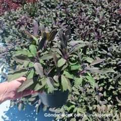 Salvia Officinalis Purpurascens - Purpur Adaçayı 2 Litre Saksıda