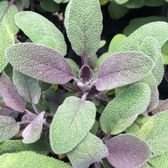 Salvia Officinalis Purpurascens - Purpur Adaçayı 2 Litre Saksıda