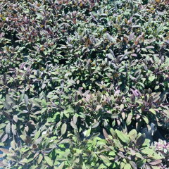 Salvia Officinalis Purpurascens - Purpur Adaçayı 2 Litre Saksıda