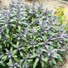 Salvia Officinalis Purpurascens - Purpur Adaçayı 2 Litre Saksıda
