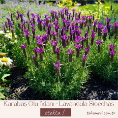 Karabaş Otu fidanı - Lavandula Stoechas 2 lt saksıda