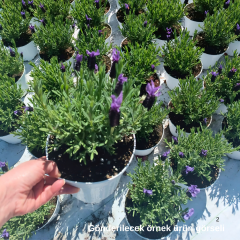 Karabaş Otu fidanı - Lavandula Stoechas 2 lt saksıda