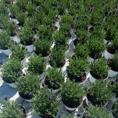 Karabaş Otu fidanı - Lavandula Stoechas 2 lt saksıda